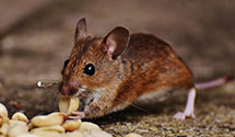 24 Hour & Emergency Exterminators in Lanham, MD